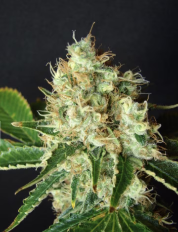 Bubblicious Cannabisblüte – gewachsen aus Feminisierte Hanfsamen von Resin Seeds