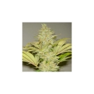 Bubblicious Cannabisblüte – gewachsen aus Regulaere Hanfsamen von Resin Seeds