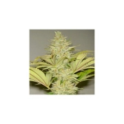 Bubblicious – Resin Seeds – Regulär – Produktansicht 2