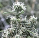 Cannatonic Cannabisblüte – gewachsen aus Feminisierte Hanfsamen von Resin Seeds