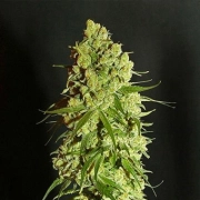 Cannatonic Cannabisblüte – gewachsen aus Regulaere Hanfsamen von Resin Seeds