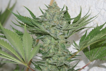 Critical Haze Cannabisblüte – gewachsen aus Feminisierte Hanfsamen von Resin Seeds