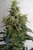 Dieseltonic Cannabisblüte – gewachsen aus Feminisierte Hanfsamen von Resin Seeds
