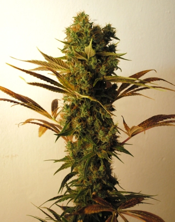 Hammer Shark Cannabisblüte – gewachsen aus Feminisierte Hanfsamen von Resin Seeds