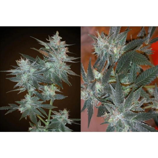 L.A. Ultra – Resin Seeds – Feminisiert