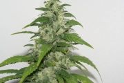 Yummy Cannabisblüte – gewachsen aus Feminisierte Hanfsamen von Resin Seeds