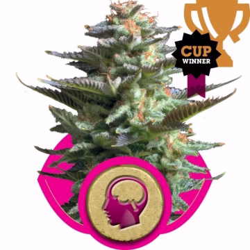 Amnesia Haze Cannabisblüte – gewachsen aus Feminisierte Hanfsamen von Royal Queen Seeds