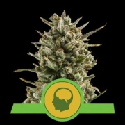 Amnesia Haze Automatic Cannabisblüte – gewachsen aus Automatic Hanfsamen von Royal Queen Seeds