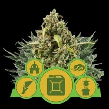 Auto Outdoor Mix Cannabisblüte – gewachsen aus Automatic Hanfsamen von Royal Queen Seeds