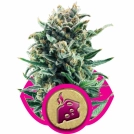 Blue Cheese Cannabisblüte – gewachsen aus Feminisierte Hanfsamen von Royal Queen Seeds