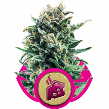 Blue Cheese Cannabisblüte – gewachsen aus Feminisierte Hanfsamen von Royal Queen Seeds