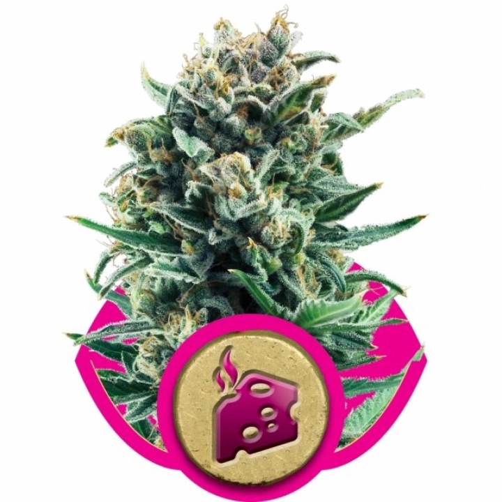 Blue Cheese – Royal Queen Seeds – Feminisiert