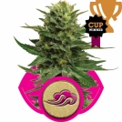 Blue Mystic Cannabisblüte – gewachsen aus Feminisierte Hanfsamen von Royal Queen Seeds