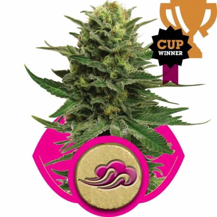 Blue Mystic – Royal Queen Seeds – Feminisiert