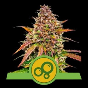 Bubble Kush Auto Cannabisblüte – gewachsen aus Automatic Hanfsamen von Royal Queen Seeds
