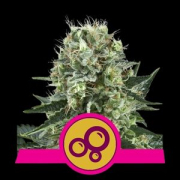 Bubble Kush Cannabis Blüte - gewachsen aus Feminisierte Hanfsamen für den Anbau