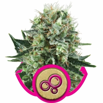 Bubble Kush Cannabisblüte – gewachsen aus Feminisierte Hanfsamen von Royal Queen Seeds