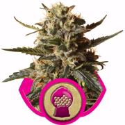 Bubblegum XL Cannabisblüte – gewachsen aus Feminisierte Hanfsamen von Royal Queen Seeds