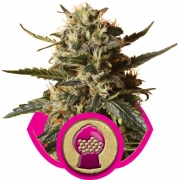 Bubblegum XL Cannabisblüte – gewachsen aus Feminisierte Hanfsamen von Royal Queen Seeds