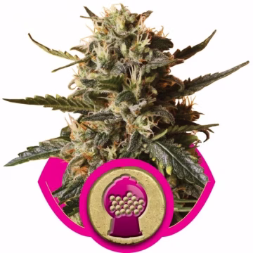 Bubblegum XL Cannabisblüte – gewachsen aus Feminisierte Hanfsamen von Royal Queen Seeds