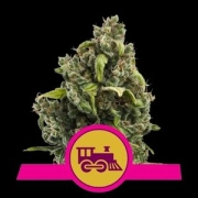Candy Kush Fast Version Cannabisblüte – gewachsen aus Feminisierte Hanfsamen von Royal Queen Seeds
