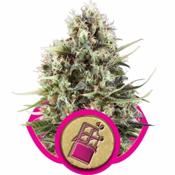 Chocolate Haze Cannabisblüte – gewachsen aus Feminisierte Hanfsamen von Royal Queen Seeds