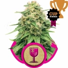 Critical Cannabisblüte – gewachsen aus Feminisierte Hanfsamen von Royal Queen Seeds