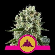 Critical Kush Cannabisblüte – gewachsen aus Feminisierte Hanfsamen von Royal Queen Seeds