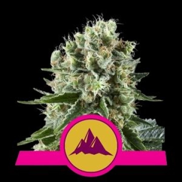 Critical Kush Cannabisblüte – gewachsen aus Feminisierte Hanfsamen von Royal Queen Seeds
