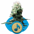 Dance World Cannabisblüte – gewachsen aus Feminisierte Hanfsamen von Royal Queen Seeds