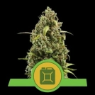 Diesel Auto Cannabisblüte – gewachsen aus Automatic Hanfsamen von Royal Queen Seeds