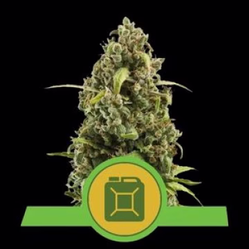 Diesel Auto Cannabisblüte – gewachsen aus Automatic Hanfsamen von Royal Queen Seeds