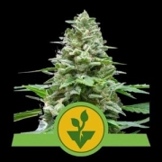 Easy Bud Auto Cannabisblüte – gewachsen aus Automatic Hanfsamen von Royal Queen Seeds
