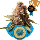 Euphoria CBD Cannabisblüte – gewachsen aus Feminisierte Hanfsamen von Royal Queen Seeds