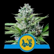 Fast Eddy Auto Cannabisblüte – gewachsen aus Automatic Hanfsamen von Royal Queen Seeds