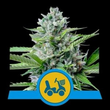 Fast Eddy Auto Cannabisblüte – gewachsen aus Automatic Hanfsamen von Royal Queen Seeds