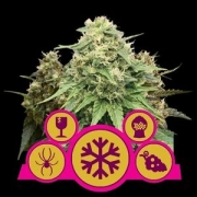 Feminisiert Mix Cannabisblüte – gewachsen aus Feminisierte Hanfsamen von Royal Queen Seeds