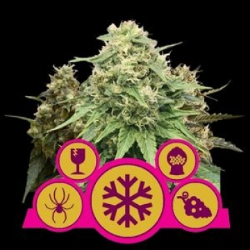 Feminisiert Mix Cannabisblüte – gewachsen aus Feminisierte Hanfsamen von Royal Queen Seeds