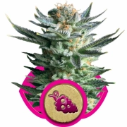 Fruit Spirit Cannabisblüte – gewachsen aus Feminisierte Hanfsamen von Royal Queen Seeds
