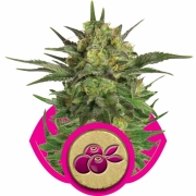 Haze Berry Cannabisblüte – gewachsen aus Feminisierte Hanfsamen von Royal Queen Seeds