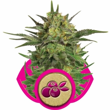 Haze Berry Cannabisblüte – gewachsen aus Feminisierte Hanfsamen von Royal Queen Seeds