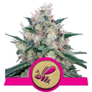 Honey Cream Fast Version Cannabisblüte – gewachsen aus Feminisierte Hanfsamen von Royal Queen Seeds
