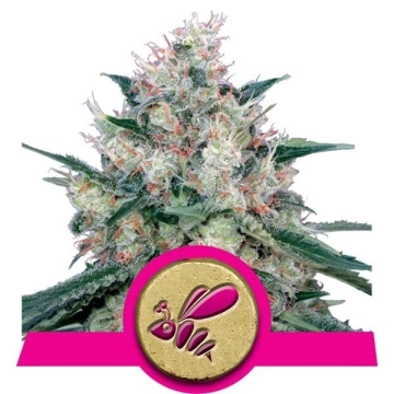 Honey Cream Fast Version Cannabisblüte – gewachsen aus Feminisierte Hanfsamen von Royal Queen Seeds