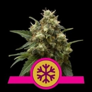 Ice Feminised Cannabisblüte – gewachsen aus Feminisierte Hanfsamen von Royal Queen Seeds