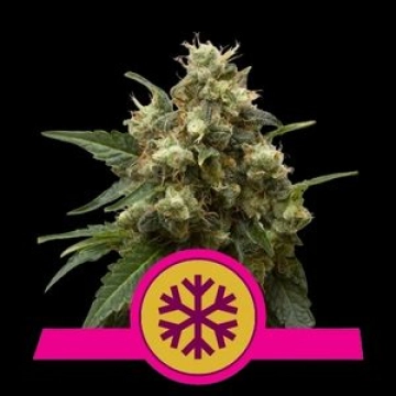Ice Feminised Cannabisblüte – gewachsen aus Feminisierte Hanfsamen von Royal Queen Seeds