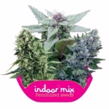 Indoor Mix Cannabisblüte – gewachsen aus Feminisierte Hanfsamen von Royal Queen Seeds