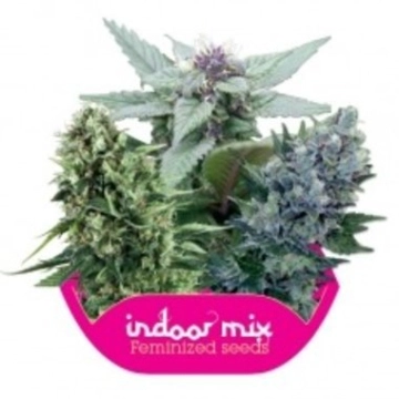 Indoor Mix Cannabisblüte – gewachsen aus Feminisierte Hanfsamen von Royal Queen Seeds