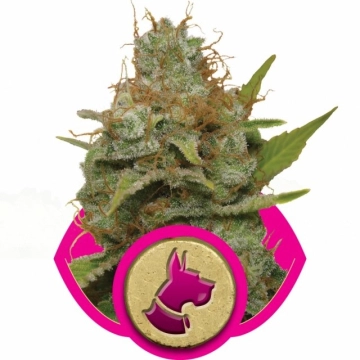 Kali Dog Cannabisblüte – gewachsen aus Feminisierte Hanfsamen von Royal Queen Seeds