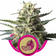 Lemon Shining Silver Haze Cannabisblüte – gewachsen aus Feminisierte Hanfsamen von Royal Queen Seeds