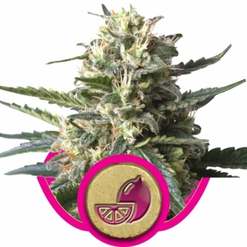 Lemon Shining Silver Haze Cannabisblüte – gewachsen aus Feminisierte Hanfsamen von Royal Queen Seeds